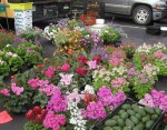 farmers-market-flowers-1