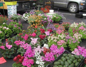 flowers at Hillcrest Farmers market