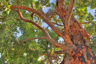 Close up of tree
