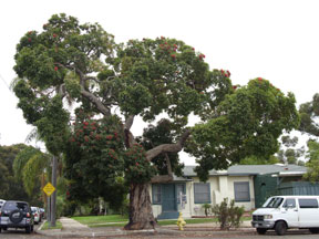 Richmond Street tree (at Pennsylvania on October 17, 2010