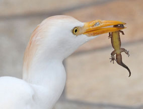 Egret with gecko at the Shores of Maui