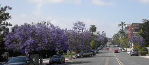 Looking north at jacaranda trees along First Avenue from Quince Street.