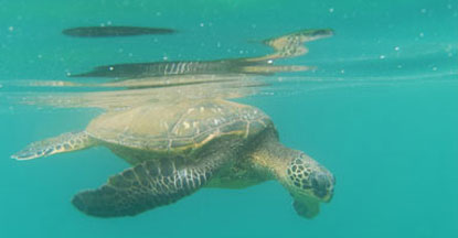 Turtle (hono) in front of the Makena Surf, September 22, 2009 (photo taken by Sue Dickey)